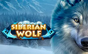 Siberian Wolf